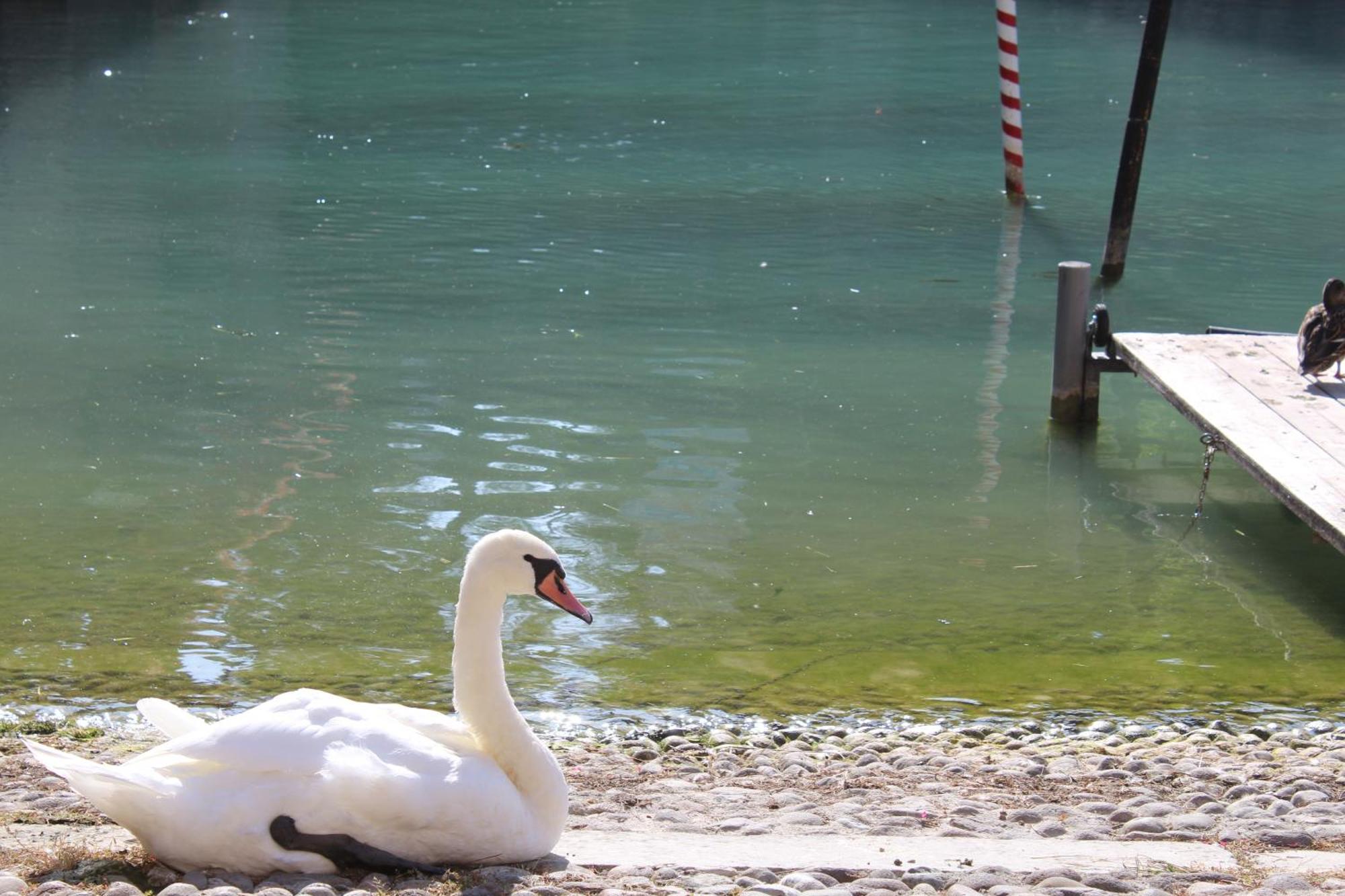 Villa Forte Salvi - Rooms Peschiera del Garda Dış mekan fotoğraf